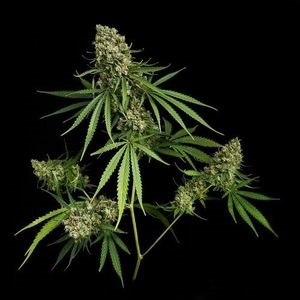 Cum să taie cannabisul