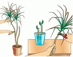 Cum de a propaga Dracaena la domiciliu - instruire