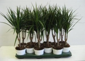 Cum de a propaga Dracaena la domiciliu - instruire