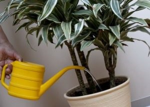 Cum de a propaga Dracaena la domiciliu - instruire