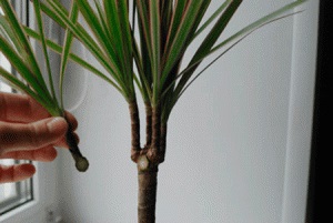 Cum de a propaga Dracaena la domiciliu - instruire