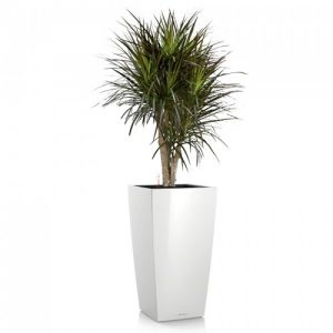 Cum de a propaga Dracaena la domiciliu - instruire