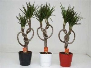 Cum de a propaga Dracaena la domiciliu - instruire