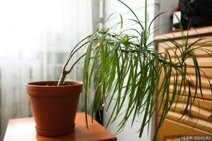 Cum de a propaga Dracaena la domiciliu - instruire