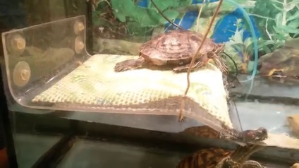 Cum să faci o plută pentru o broască țestoasă de broască țestoasă