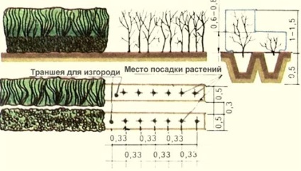 Cum sa faci o gard viu verde in tara cu poze cu mainile tale