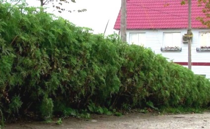 Cum sa faci o gard viu verde in tara cu poze cu mainile tale