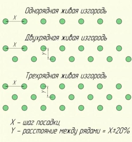 Cum sa faci o gard viu verde in tara cu poze cu mainile tale