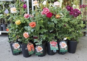 Cum de a salva trandafiri înainte de plantare, cumpărat în februarie în cutii