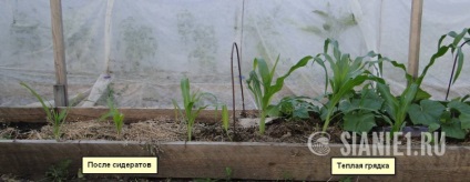Cum de a crește randamentul de porumb și alte legume