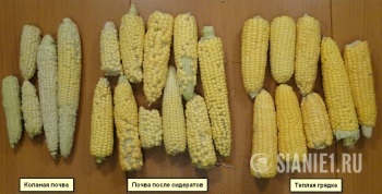 Hogyan növelhető a termés a kukorica és más zöldségek