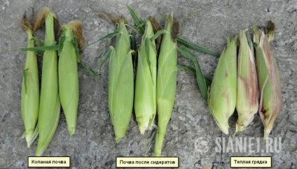 Hogyan növelhető a termés a kukorica és más zöldségek