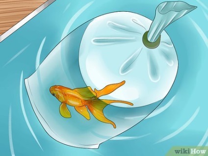 Cum să aveți grijă de pești tropicali de acvariu