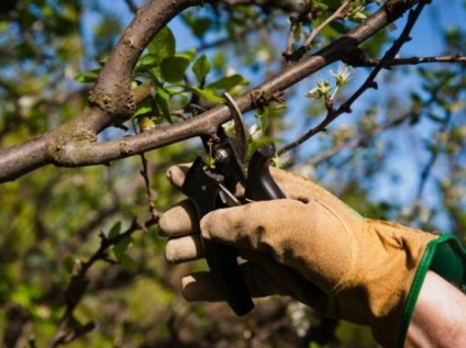 Hogyan törődik a cseresznye ültetés után és az érett növények, kártevők és betegségek elleni védekezés