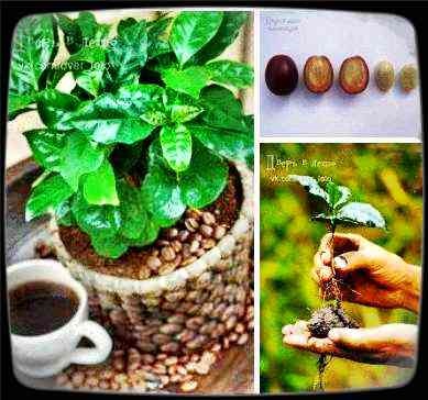 Cum să cresc cafeaua din semințe pe un pervaz