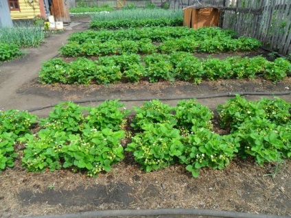 Cum să crească o căpșune mare și gustoase în grădină - grădină și grădină