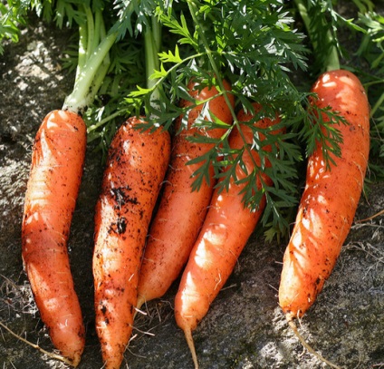 Cum se păstrează morcovii