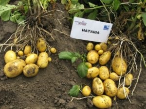 Potato natasha descriere a gradului, fotografie, recenzii