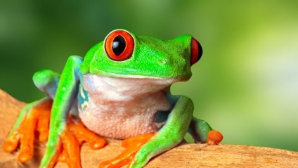 Despre ce viseaza broasca, o femeie, o fata, vezi o viata, mare, mic, saritura, verde