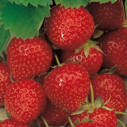 Strawberry Elsant
