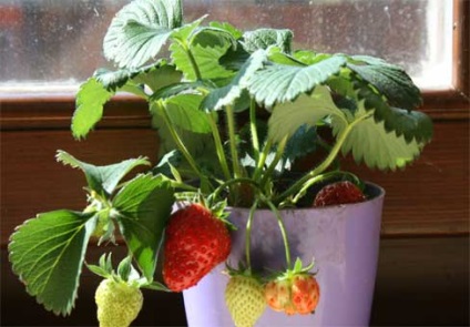 Strawberry elsanta descriere a soiului, poze, recenzii