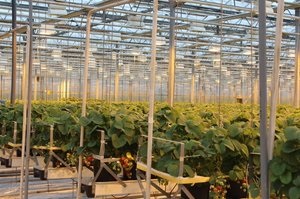 Descrierea varietății de căpșuni - elsanta și agrotehnică în creștere