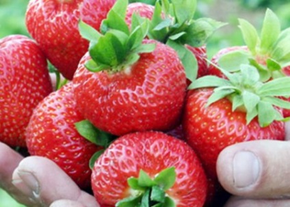 Strawberry Elsanta, descrierea cultivarului, plantare, plusuri și minusuri, fotografie