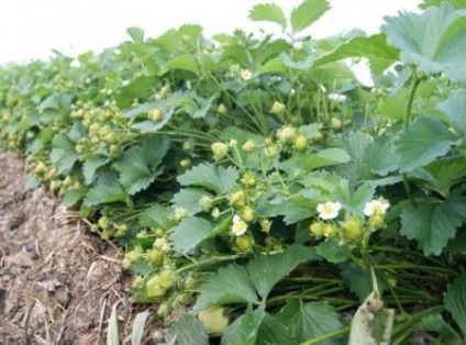 Strawberry Elsanta, descrierea cultivarului, plantare, plusuri și minusuri, fotografie