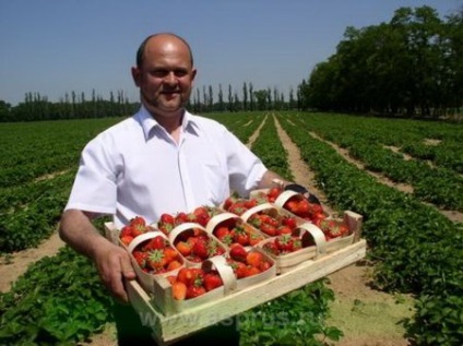 Strawberry Elsanta, descrierea cultivarului, plantare, plusuri și minusuri, fotografie
