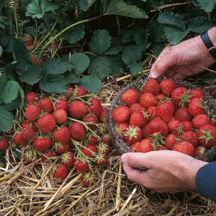 Strawberry Elsanta oferă soiuri