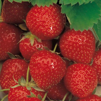 Strawberry Elsanta oferă soiuri