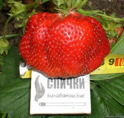 Strawberry Gigantella plantare și îngrijire, video, fotografie