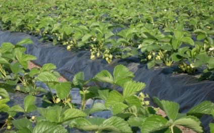 Strawberry Gigantella plantare și îngrijire, video, fotografie