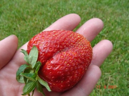 Strawberry Gigantella plantare și îngrijire, video, fotografie