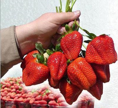 Strawberry gigantella - rendkívül változatos nagy bogyók