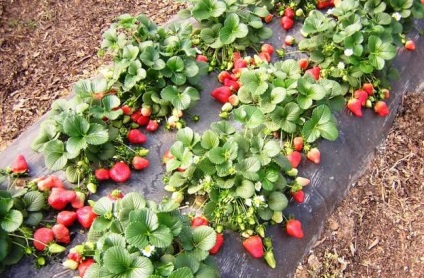 Strawberry gigant - o varietate uimitoare de fructe de padure mari