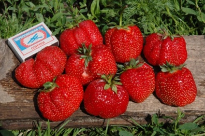 Strawberry gigant - o varietate uimitoare de fructe de padure mari