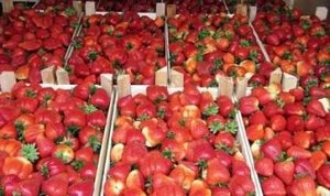 Căpșuni în seră pe tot parcursul anului ca o afacere