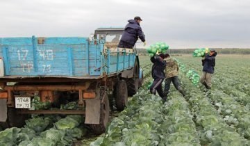 Când să recoltați varză din grădină pentru a economisi mai multă recoltă