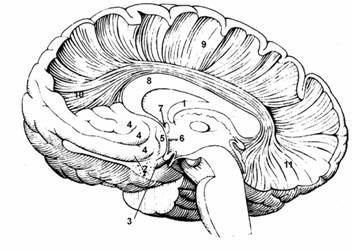Commissurális szerkezete az agy - studopediya