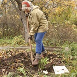 Plante interioare, plante de gradina, flori acasa, un site despre plante