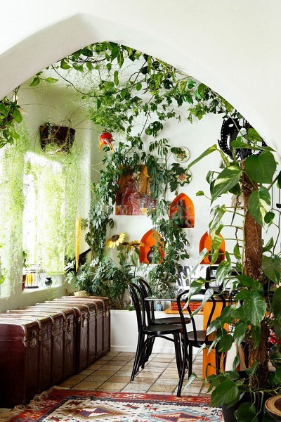 Plante interioare în interiorul bucătăriei