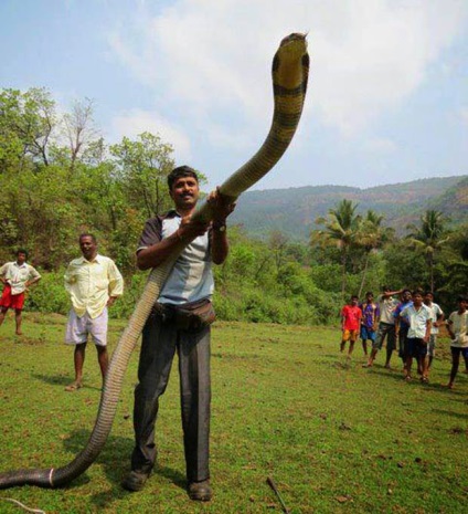 Royal Cobra