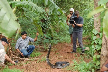 Royal Cobra