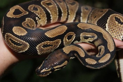 Royal Python Breeding