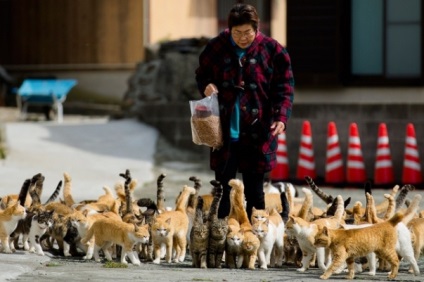 Insula Cat din Japonia