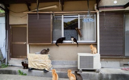 Insula Cat din Japonia