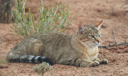 Maine Coon macska