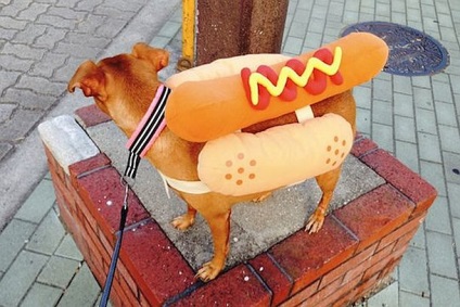Costum pentru câini sub formă de câine fierbinte cumpăra și preț