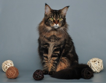 Maine Coon Cats (28 fotografii), fapte interesante, locuri unice, poze uimitoare si frumoase